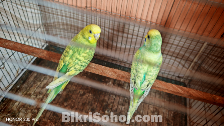 বাজিগর পাখি রানিং জোড়া